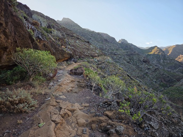 Narrow mountain path above a ravine with tabaiba and cardón cactus on the climb from Punta del Hidalgo.