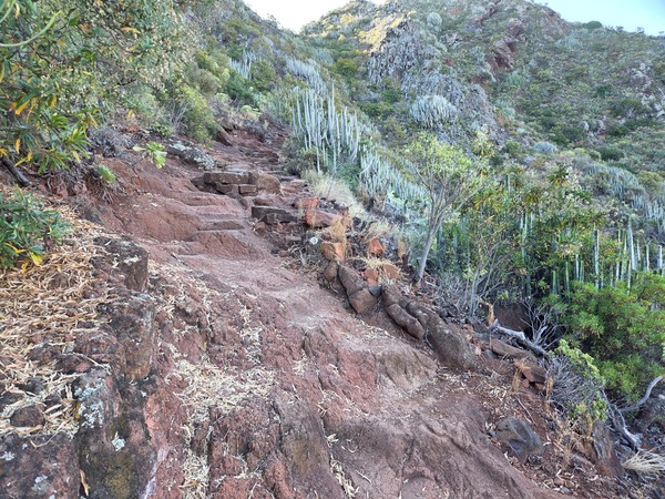 Steep rocky steps cut into red volcanic stone among cardón cacti on the upper climb.