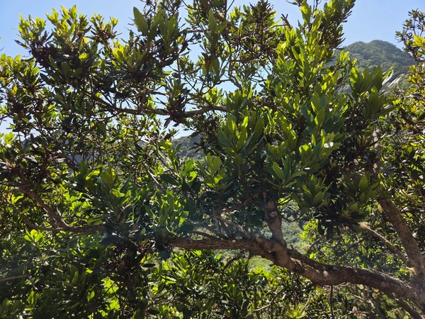 Glossy leaves signal the laurel forest as the trail leaves the dry coast for humid heights.