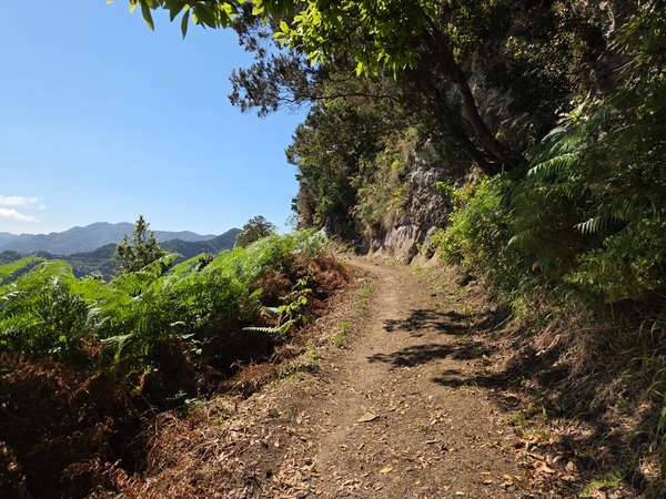 Shaded laurisilva trail with ferns on the way from Chinamada towards Cruz del Carmen.