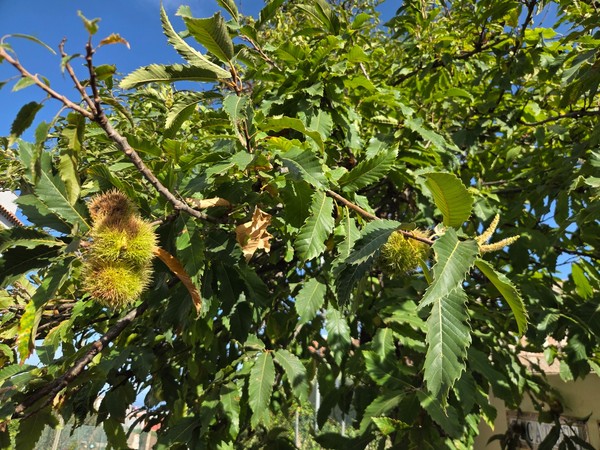 Ramas de castaño con erizos verdes y hojas dentadas en el entorno rural de Aguamansa.
