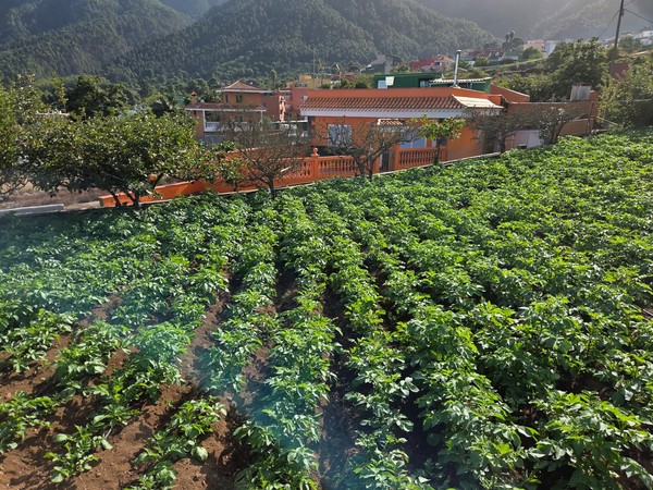 Bancales de papas bien alineados en una finca de Aguamansa con casas naranjas al fondo.