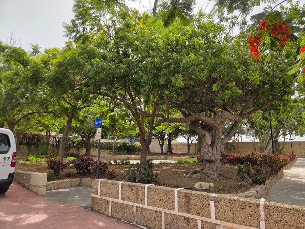 Twisting trunks and leafy canopy in Plaza-Era, a small green park in Aldea Blanca.