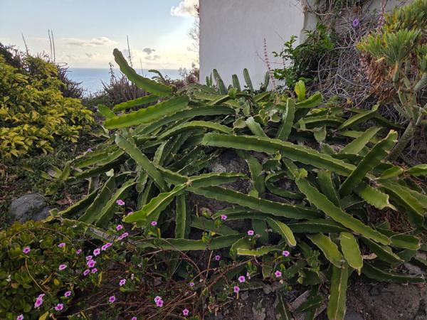 Pitahaya (dragon fruit) cactus with long green stems growing on a garden slope.