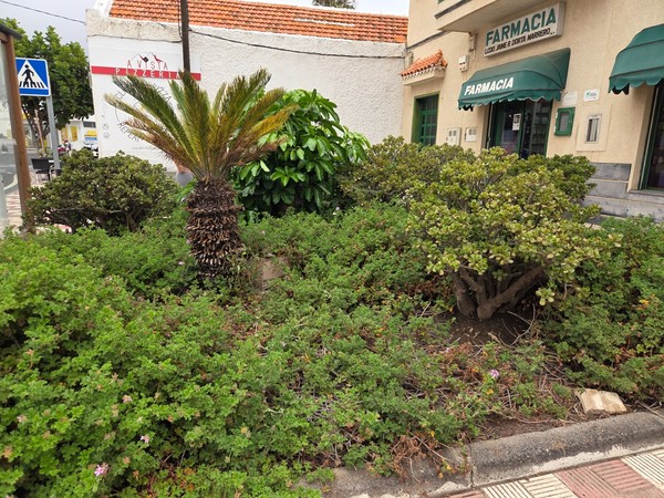 Close view of the landscaped garden near the pharmacy with crassula, pelargonium, and a small palm.