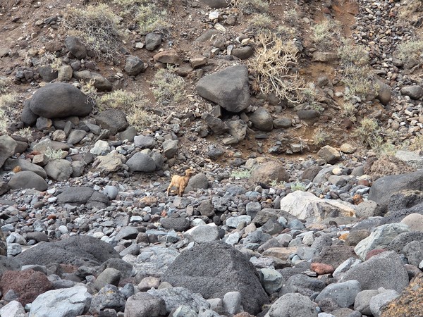 Small goat standing among scattered volcanic rocks and dry bushes on the floor of Barranco de Zapata.