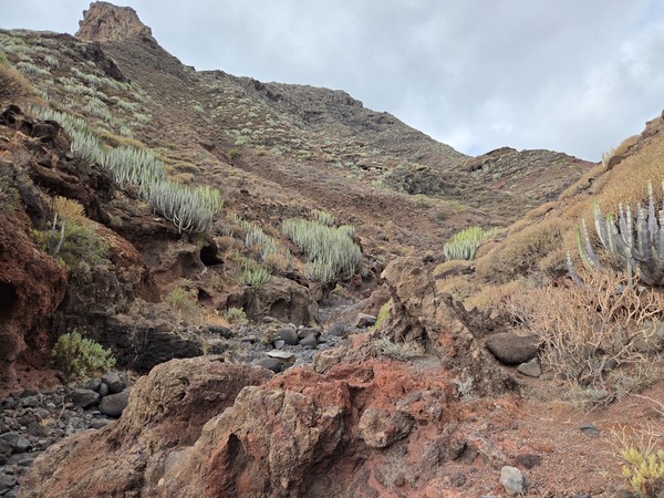 Steep volcanic slopes with scattered green cacti and dry shrubs rising above the rocky bed of Barranco de Zapata.