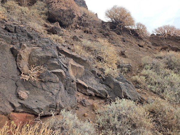 Close view of dark volcanic rock walls with dry shrubs and small tufts of vegetation on a steep slope in Barranco de Zapata.