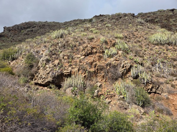 Steep hillside in Barranco de Antequera densely covered with cardones and dry shrubs under a cloudy sky.