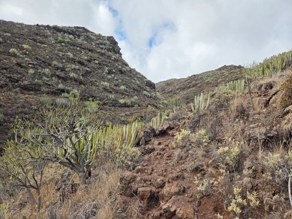Rocky hillside with many cardones growing among the stones above small caves in Barranco de Antequera.