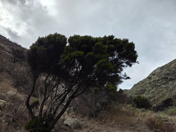 Wind-shaped tree with dense green canopy leaning over a dry slope in the upper area of Barranco de Antequera.