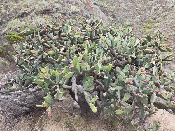 Large prickly pear cactus in Barranco de Antequera with many red tunas growing on the pads.