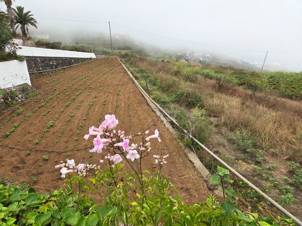 Freshly planted vegetable plot on a slope at Icod El Alto with pink flowers in the foreground and mist over the ravine.