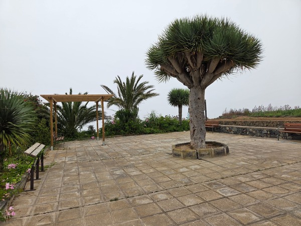 Small mirador park with benches, pergola and a mature dragon tree overlooking the coast above Barranco Ruiz.