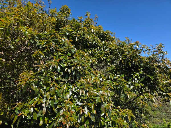 Avocado tree growing in the village, showcasing the lush subtropical vegetation.