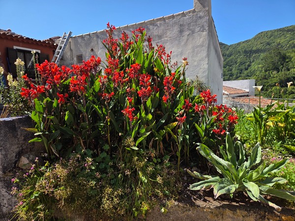 Colorful garden full of red flowering canna lilies next to village homes.