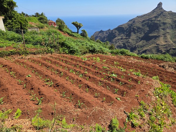 Young maize plants growing in the fertile red volcanic soil typical of this region.
