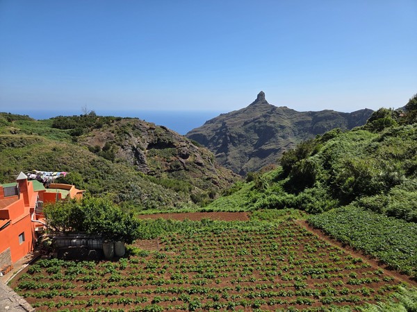 A healthy potato field near the edge of the village, with Roque de Taborno in the background.