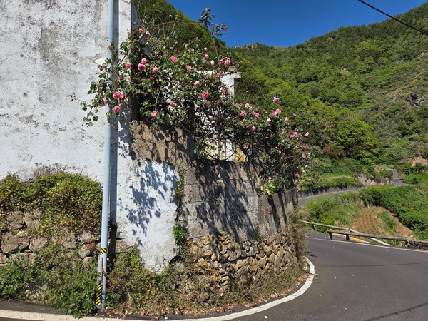 Old stone wall with pink roses blooming beside the narrow mountain road.