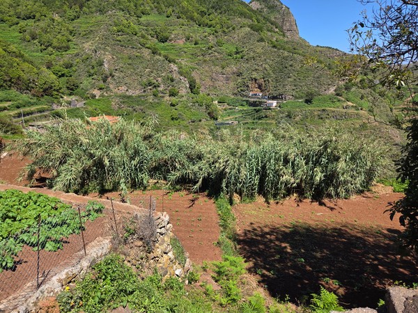 Rows of sugarcane and cultivated land with terraced slopes in the background.