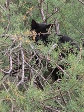 Black feral cat hidden in green bush in Tenerife