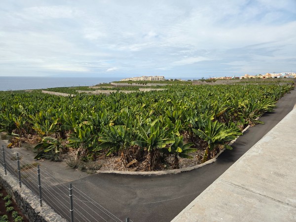 High tables with umbrellas and green planters along a quiet terrace.
