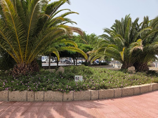Cluster of Canary palms and purple flowers in the center of La Chafira.
