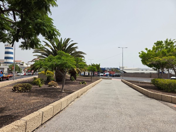 Pedestrian promenade lined with palm trees and landscaped beds in La Chafira.