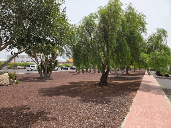 Tree-shaded area with volcanic gravel and walkway in La Chafira.