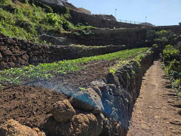Close-up of vegetable rows and stone-walled terraces in Chinamada.