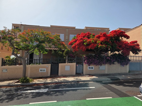 Brilliant red flamboyant tree and purple bougainvillea blooming in front of townhouses in Costanera.