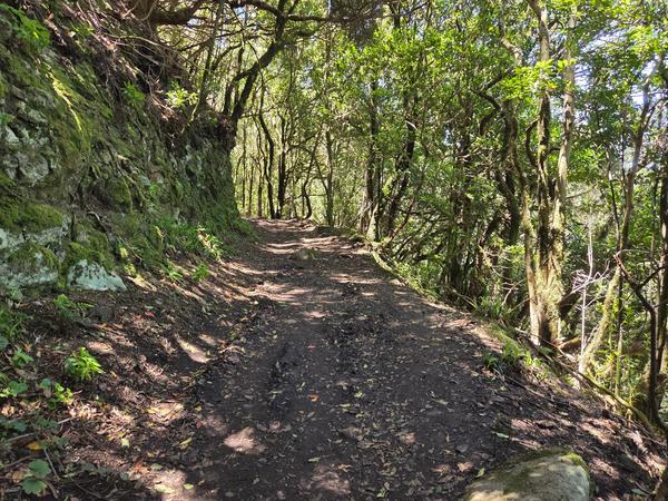 Path through dense laurel forest with overhanging branches and shadows