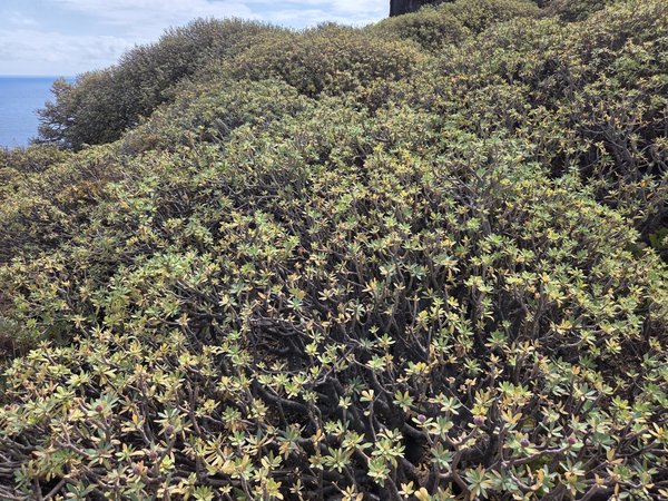 Dense carpet of Aeonium canariensis succulents covering a sun-baked slope above the sea near Draguillo.