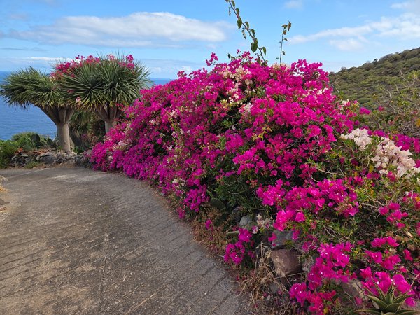 Vibrant pink bougainvillea cascading over a garden wall beside twin dragon trees, with the Atlantic shimmering beyond.
