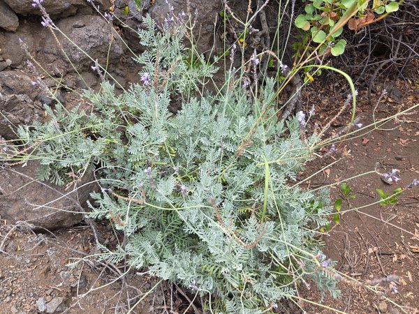 Silvery foliage and fading purple spikes of wild Canarian lavender growing from a stone wall along the trail.
