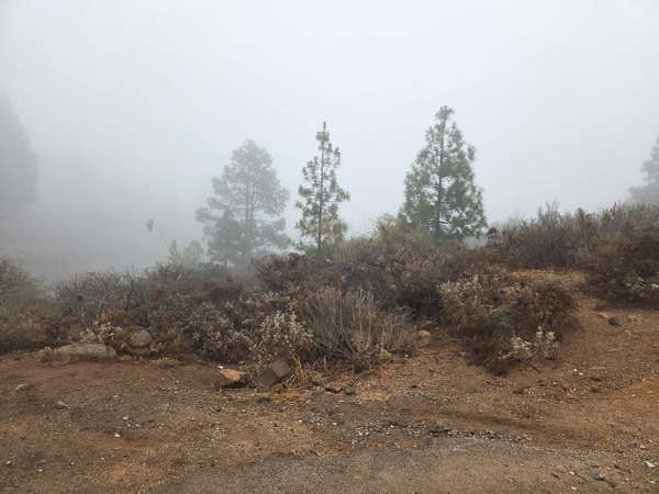 Misty Canary pine woodland at El Contador with low cloud drifting across the slope.
