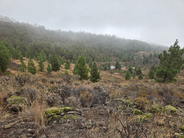 Open valley at El Contador covered with scattered Canary pines seen after a light drizzle.