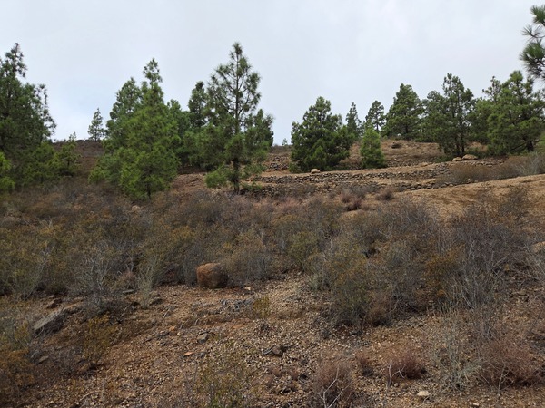 Terraced volcanic slopes above El Contador with lines of dry-stone walls and pine trees.