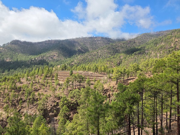 Sunny clearing with Canary pines and volcanic rocks near the ridge above El Contador.