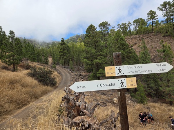 Wide panorama over the El Contador pine forest with terraced slopes and clouds lifting after the trade-wind mist.