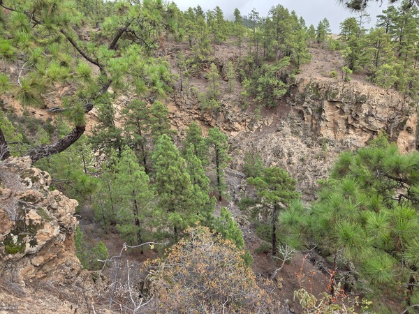 Cliff-rimmed ravine with vertical volcanic walls and Canary pines clinging to ledges near El Contador.