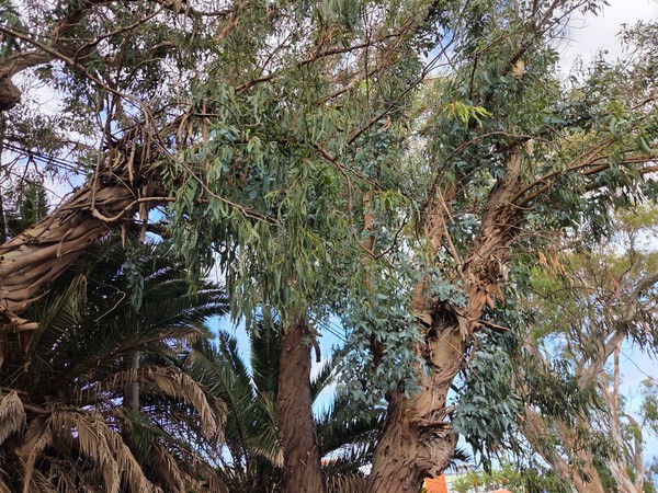 Close view of an old eucalyptus in El Sauzal with peeling bark and dense leaves.