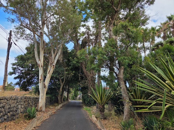 Quiet lane lined with eucalyptus trunks and spiky yuccas beside a lava-stone wall.