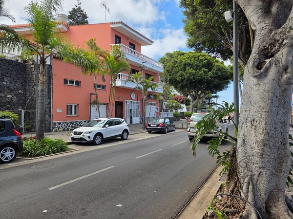 Tree-lined avenue in El Sauzal with tidy sidewalks and well-kept homes.