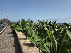 Banana plantation near the coast of Garachico with the ocean in the background.