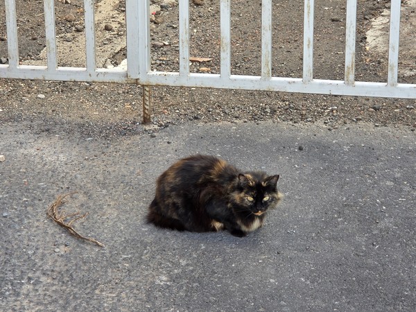 Tortoiseshell cat resting on the pavement near a metal fence in Güímar.