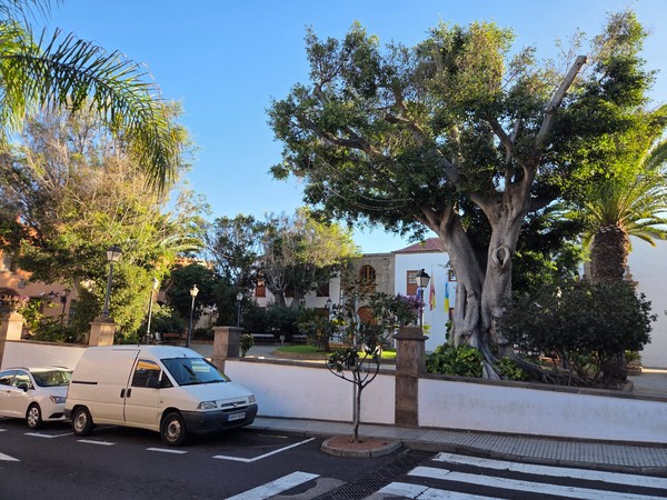 Large tree and landscaped garden inside a walled square in Güímar with parked cars along the street.