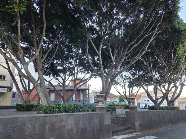 Row of slim trees and stone planters in a raised park terrace in the centre of Güímar.