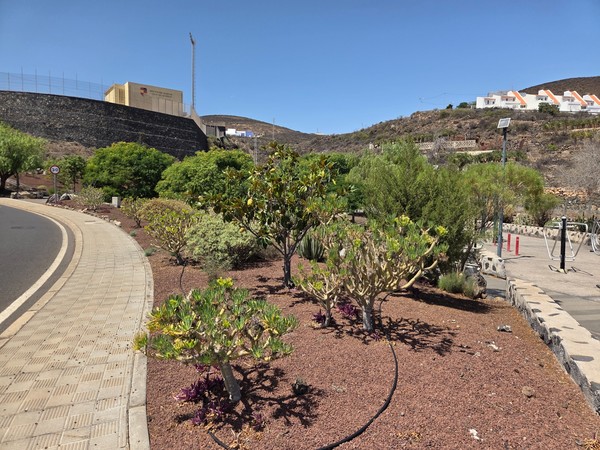 Roadside edge of La Higuera with drought-tolerant shrubs, cacti and young trees arranged over volcanic gravel.