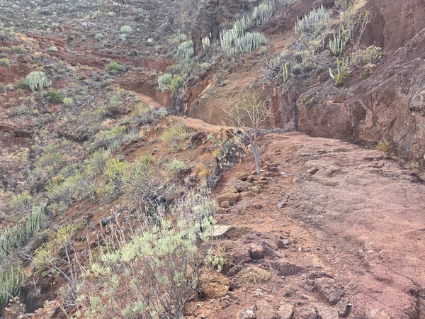Volcanic path lined with tabaibas and cacti on the way to El Semáforo above Igueste.